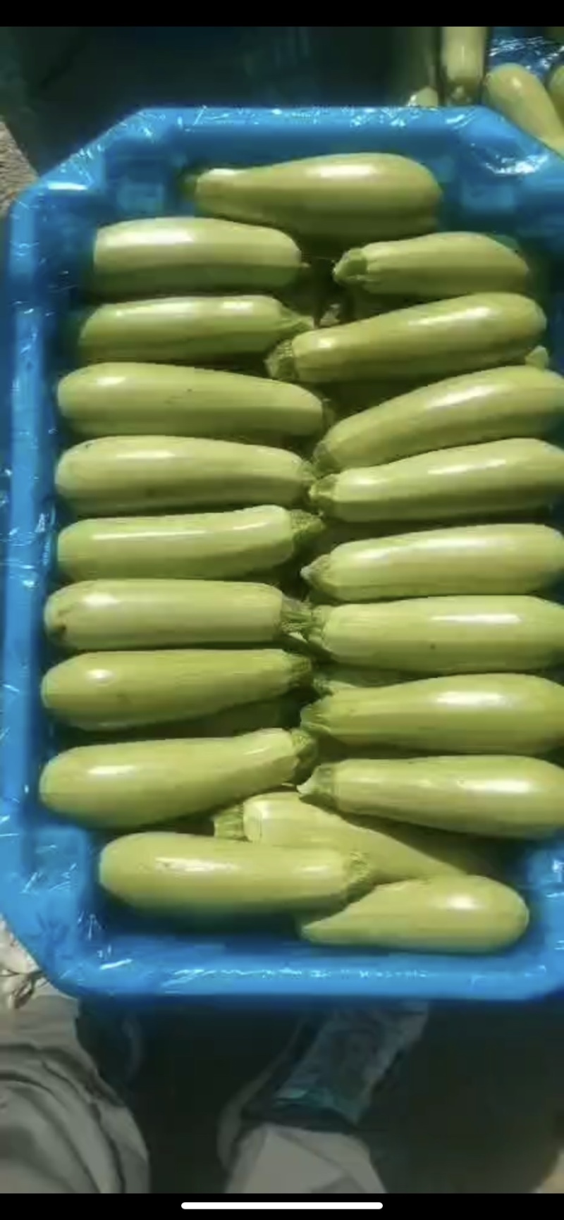 山西西葫芦大量上市货源产地直供品质好