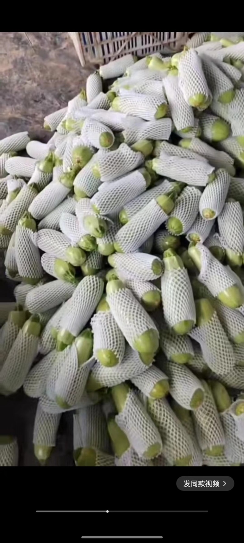 山西西葫芦大量上市货源产地直供品质好