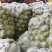 山西西葫芦大量上市货源产地直供品质好