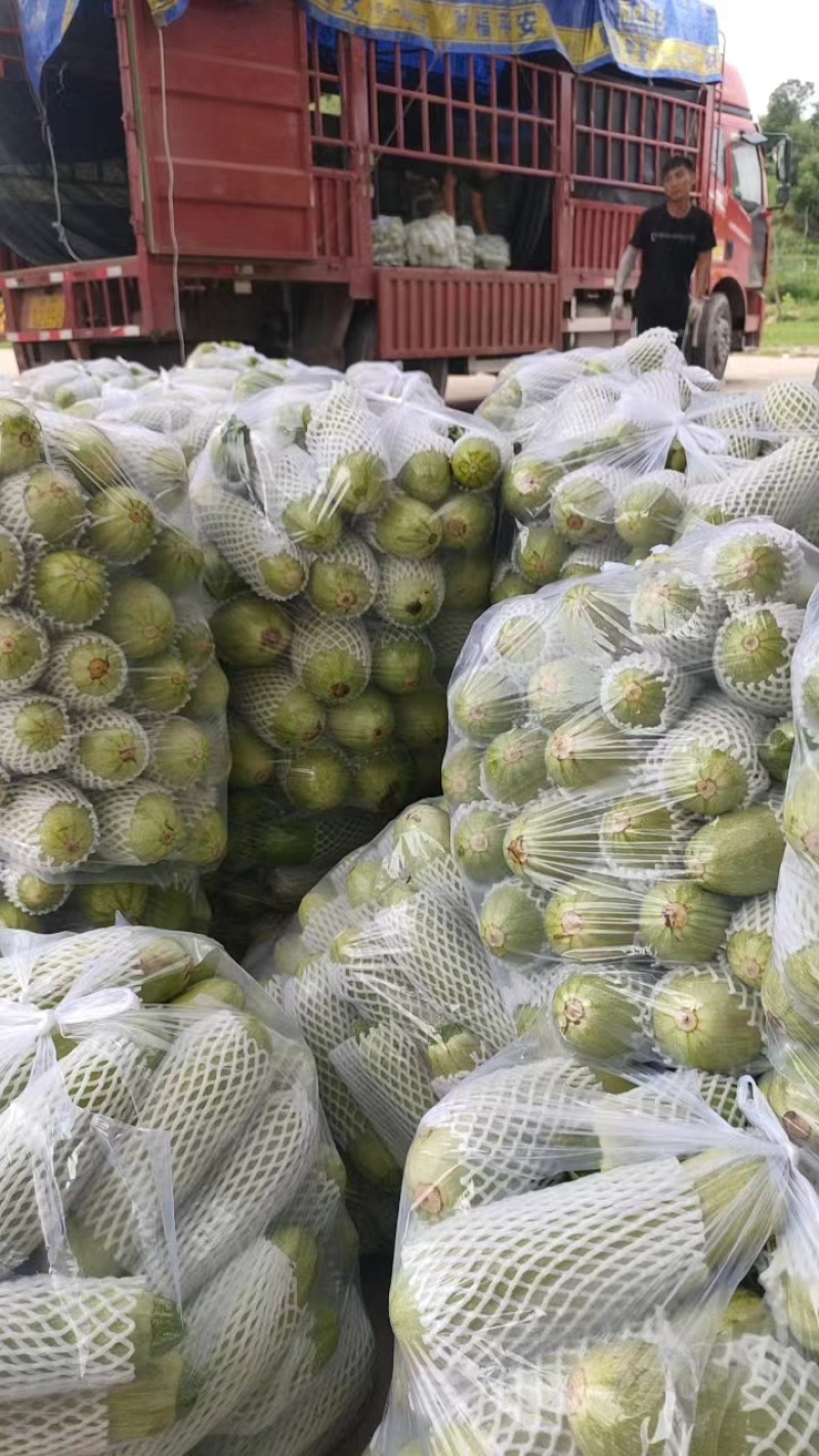 山西西葫芦大量上市货源产地直供品质好