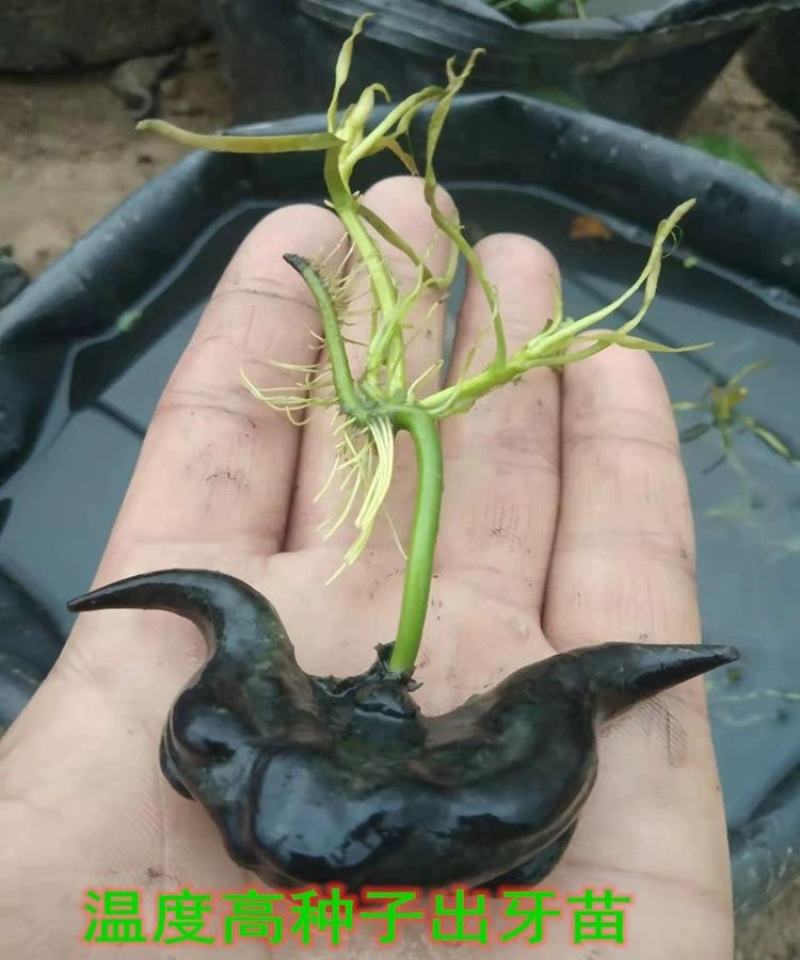 {优选}菱角精品自家生产一件代发可视频看货品质至上