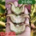 {优选}菱角精品自家生产一件代发可视频看货品质至上