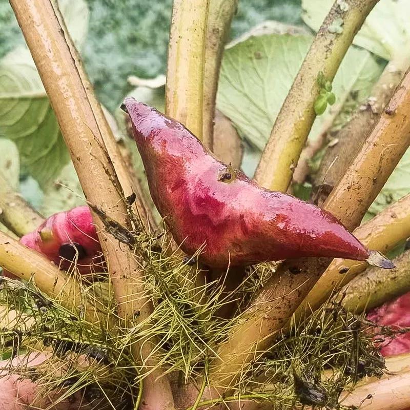 {优选}菱角精品自家生产一件代发可视频看货品质至上