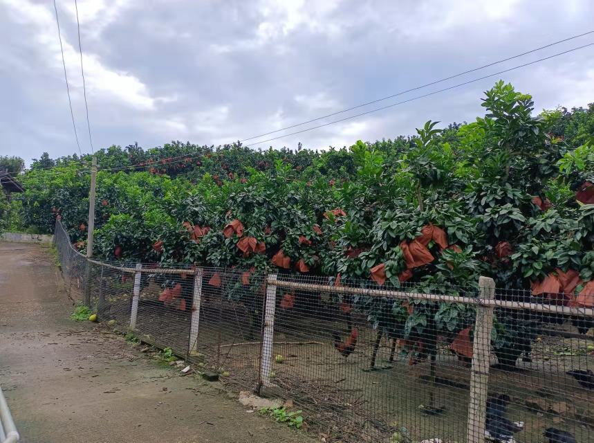 展示蜜柚套袋与未套袋果实成熟后的色泽对比 蜜柚成熟期摘袋效果对比图