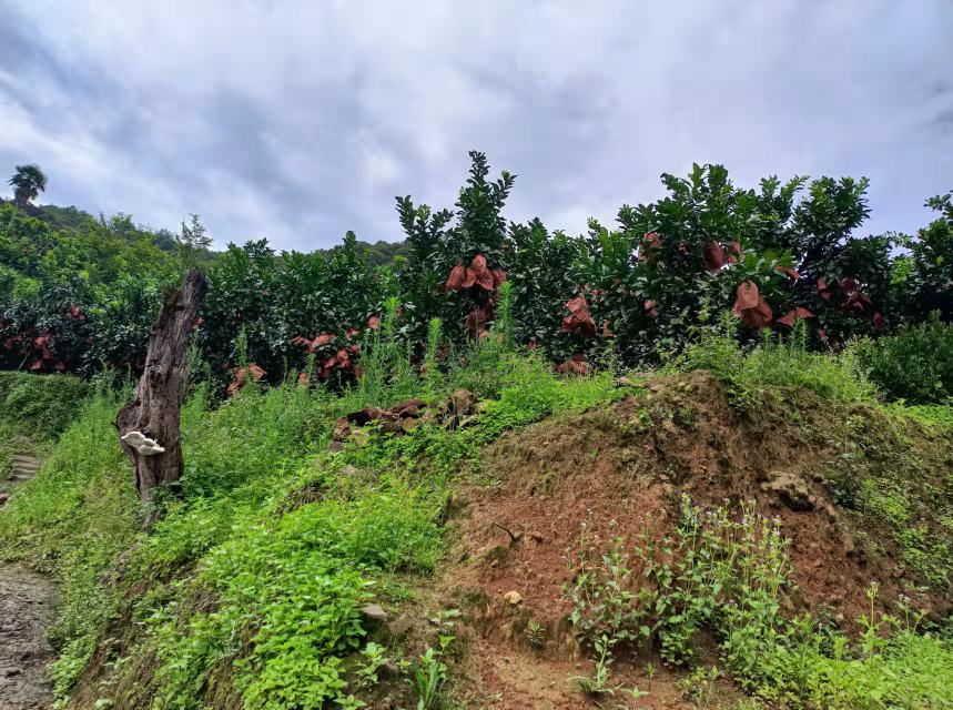 一片成熟的红蜜柚果园,果树整齐排列,果实饱满呈红色,阳光照射下闪闪发亮 红蜜柚果园