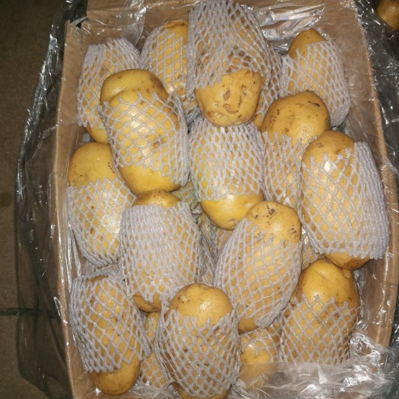 滕州冷库土豆货源充足质量保证需要来的联系