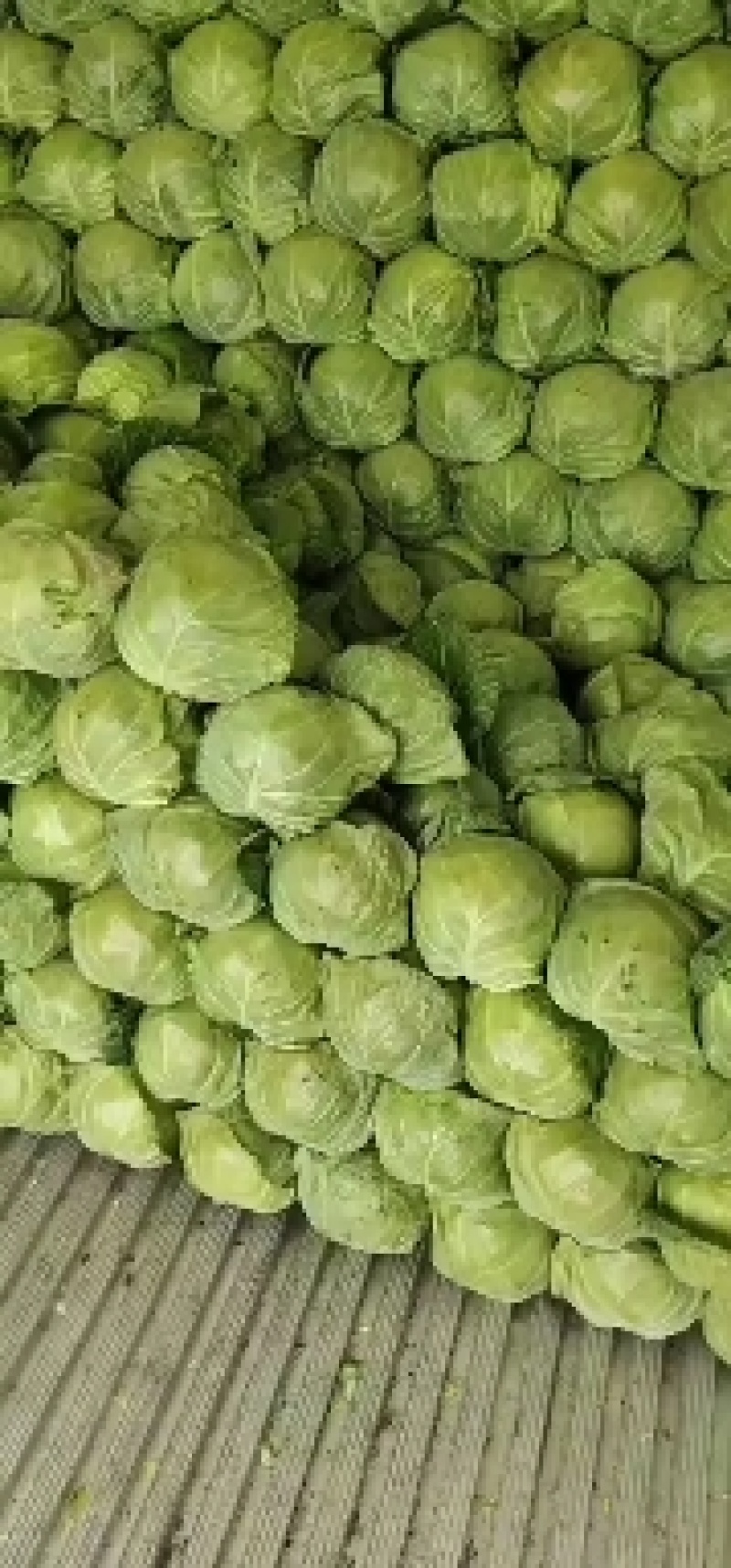 【甘蓝】河北中甘甘蓝大量上市个头均匀质量保证欢迎采购