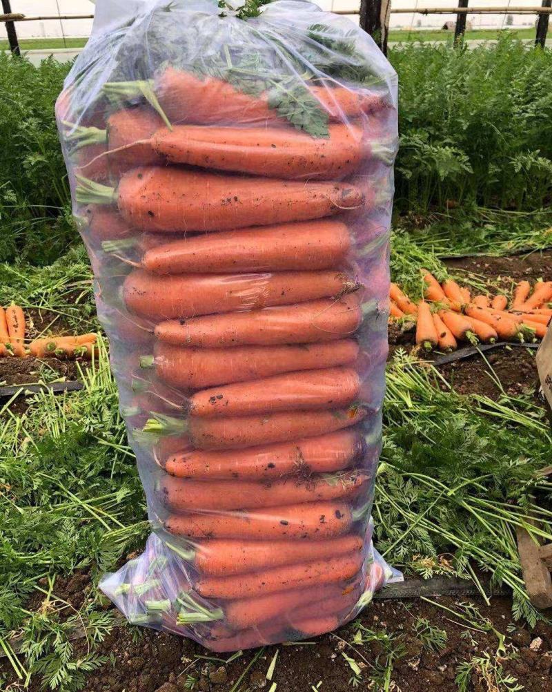 精品三红红萝卜，全国发货，量大从优，价格合理