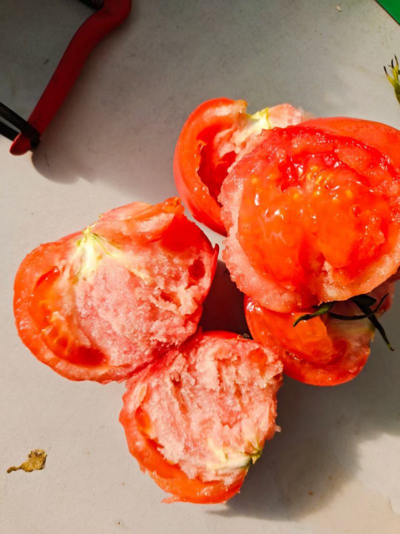 山东西红柿沙瓤番茄海阳普罗旺斯西红柿起沙带籽