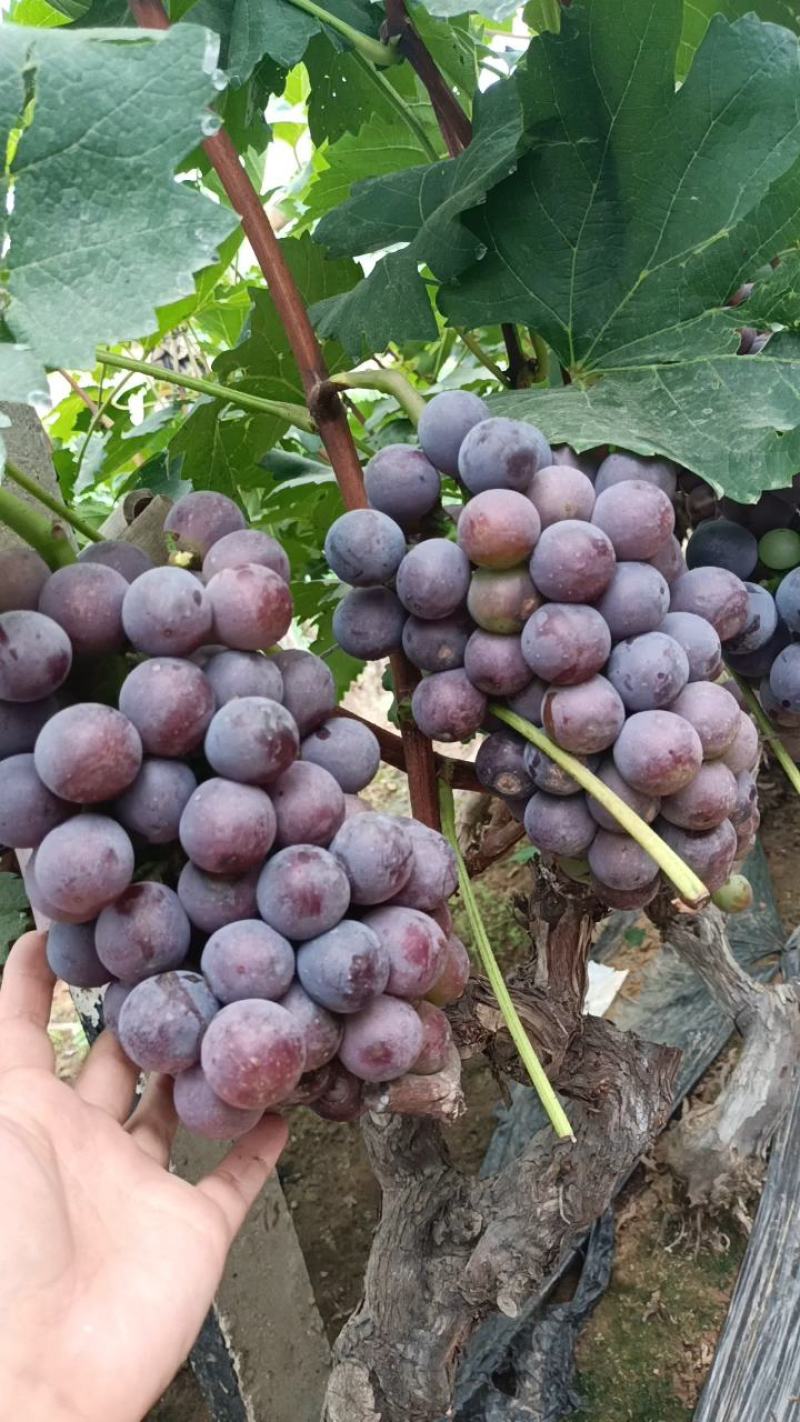 山东临沂沂蒙山青葡萄〔无核巨峰葡萄〕**加工厂，产地直销