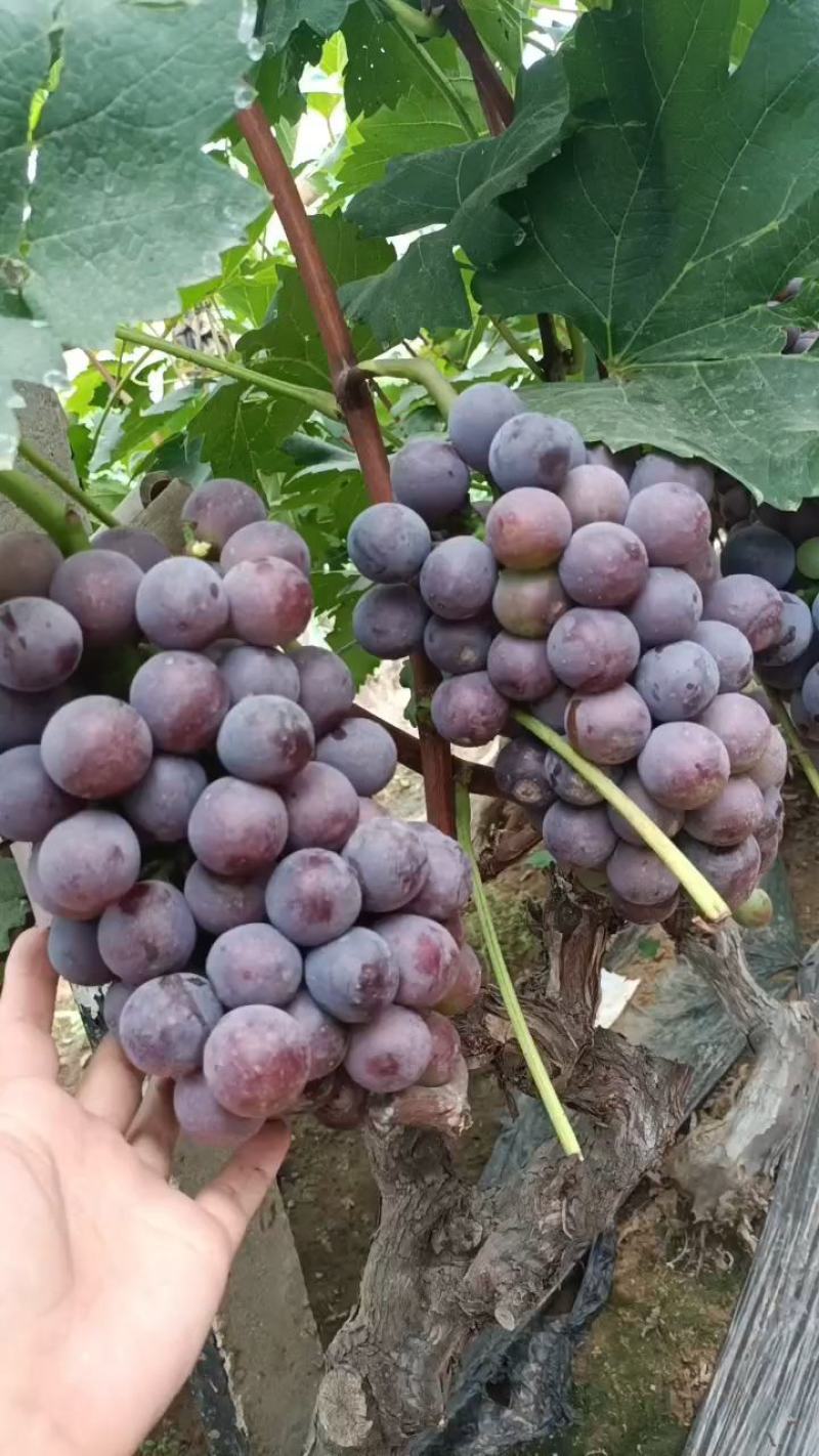 山东临沂沂蒙山青葡萄〔无核巨峰葡萄〕**加工厂，产地直销