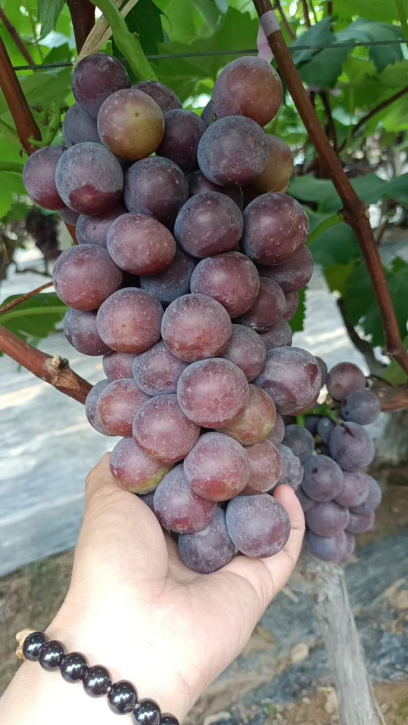 山东临沂沂蒙山青葡萄〔无核巨峰葡萄〕**加工厂，产地直销
