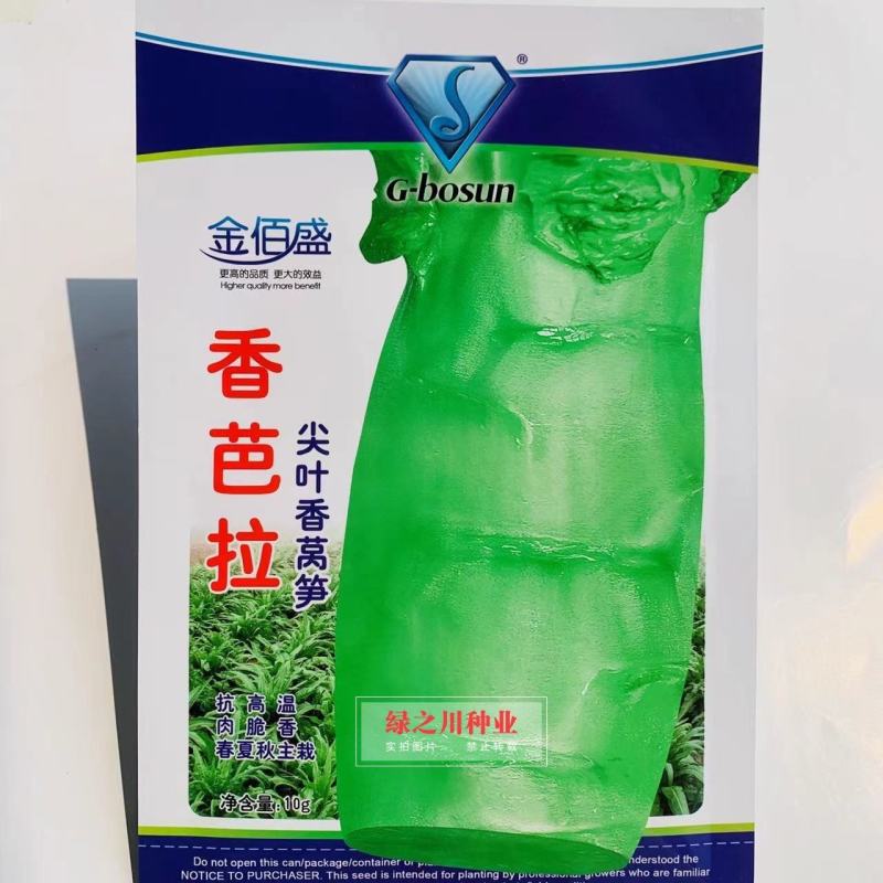 抗高温莴笋种子金佰盛香芭拉尖叶香莴笋种子春夏秋莴苣种子