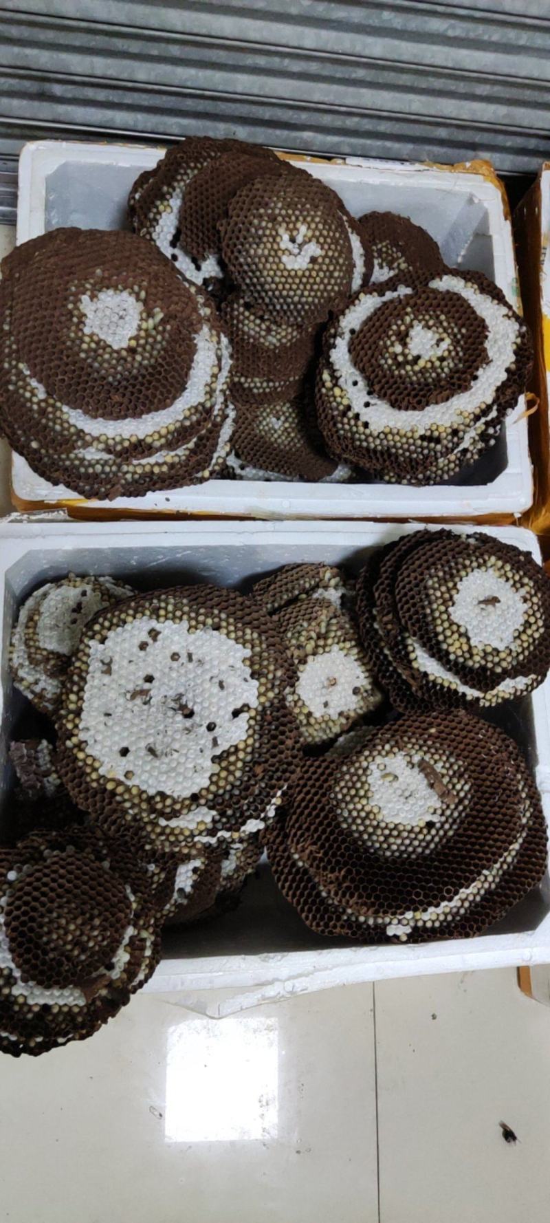 情缘特色食材大量批发新鲜蜂蛹，每天几百斤都是刚下山的，