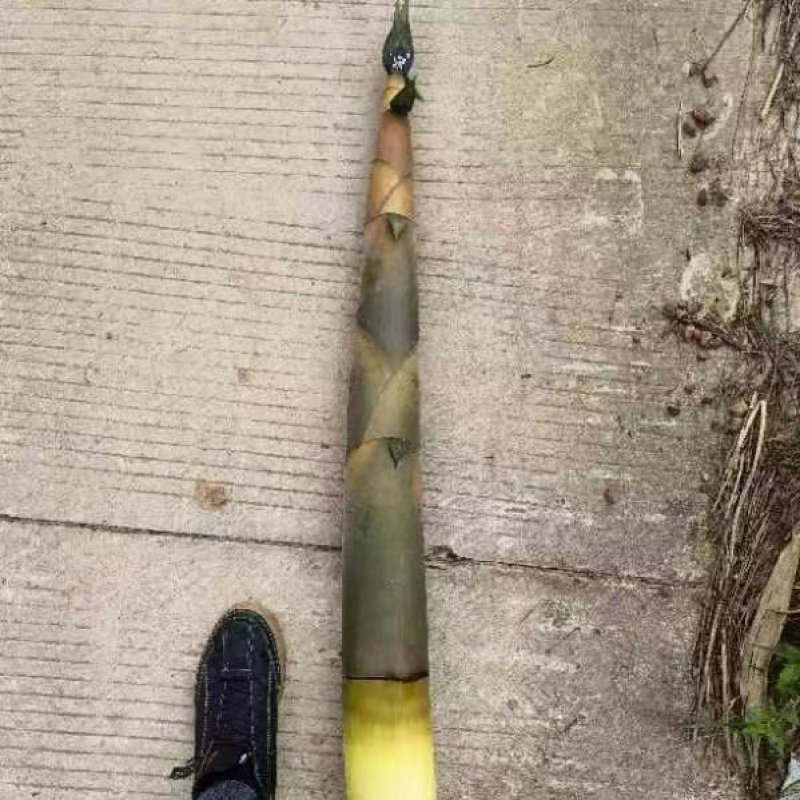 3500亩新竹林笋待出售
