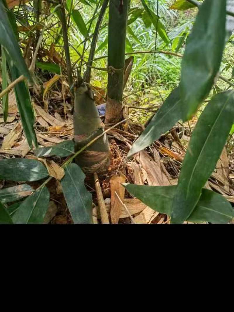 3500亩新竹林笋待出售