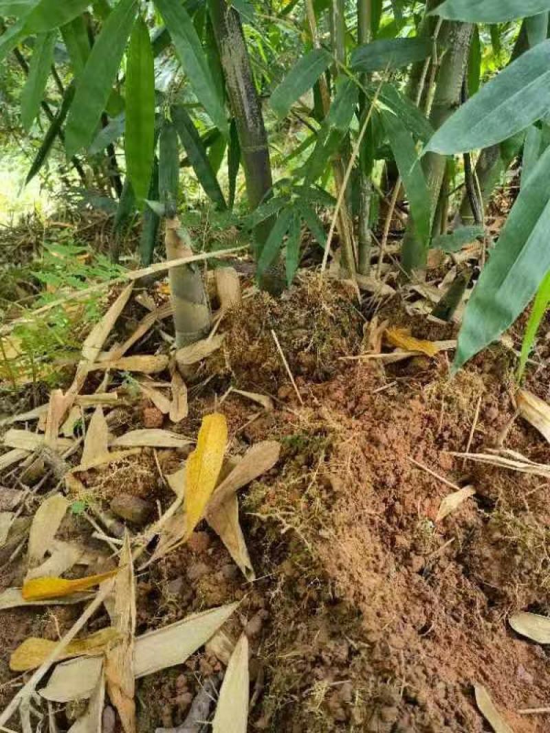 3500亩新竹林笋待出售