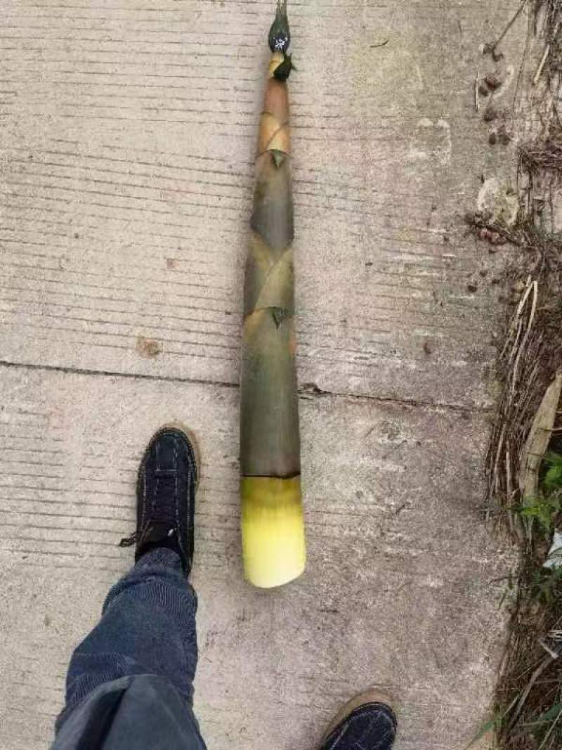 3500亩新竹林笋待出售
