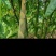 3500亩新竹林笋待出售