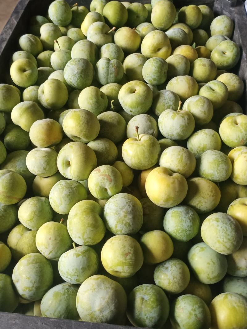 青脆李孑