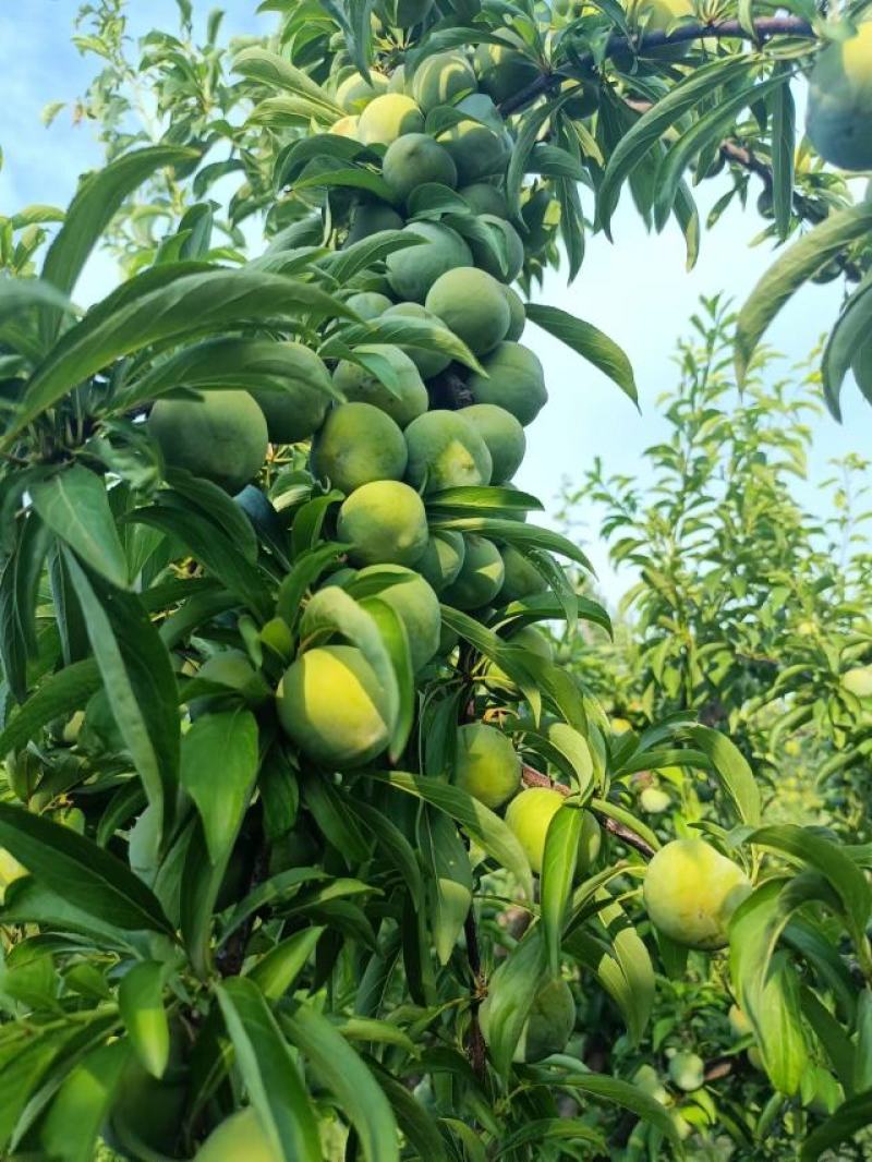 青脆李孑