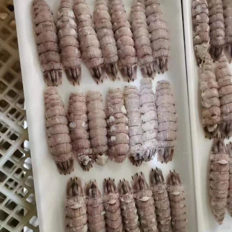 皮皮虾。虾爬子