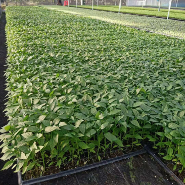 大果型朝天椒苗（穴盘苗）