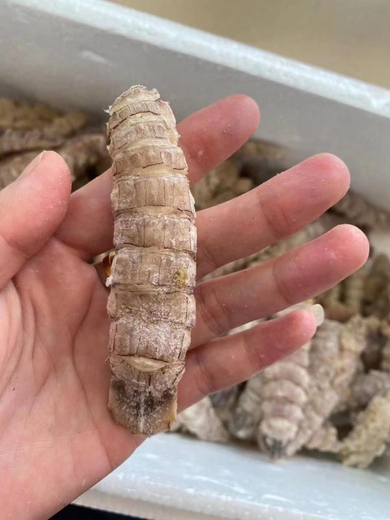 皮皮虾。虾爬子