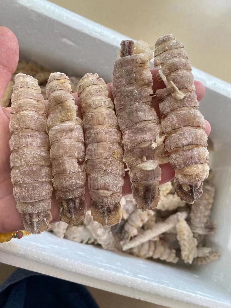 皮皮虾。虾爬子