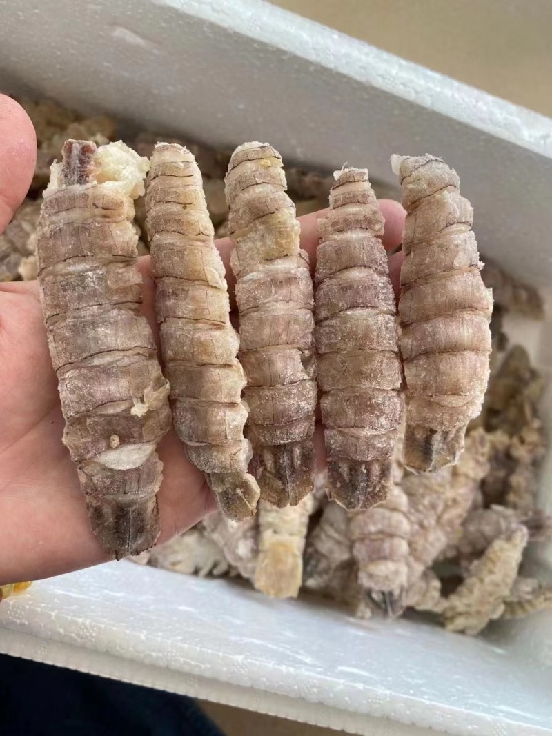 皮皮虾。虾爬子