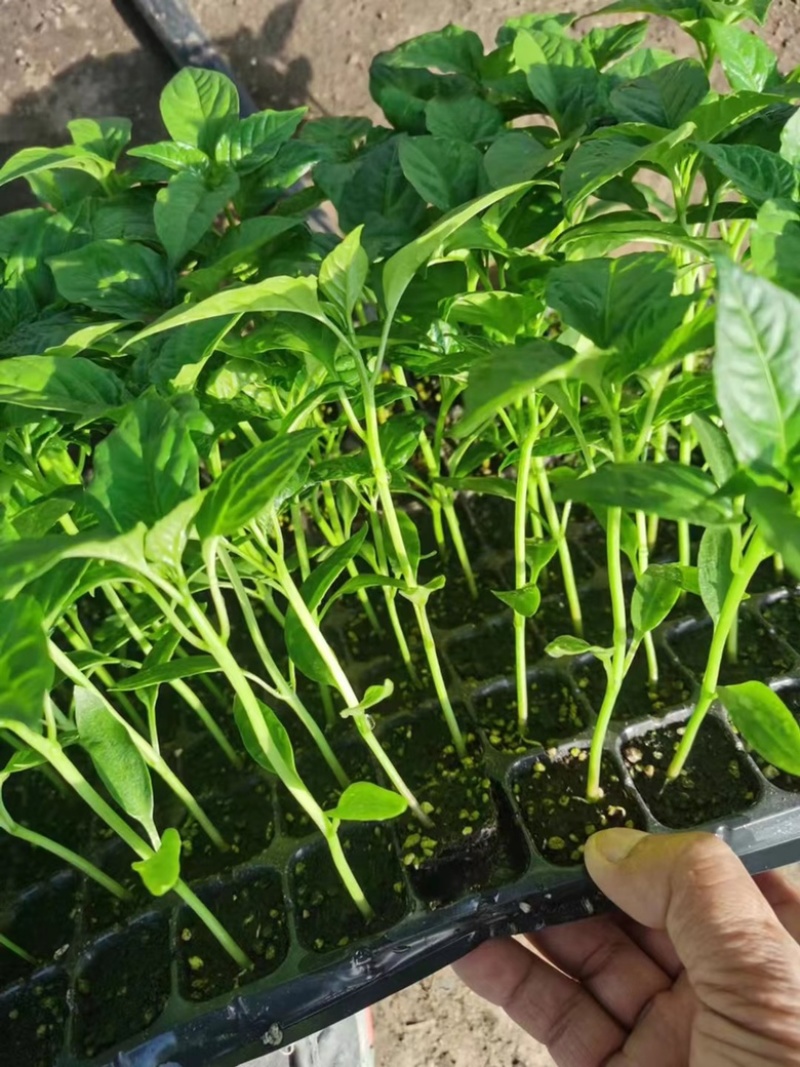 大果型朝天椒苗（穴盘苗）