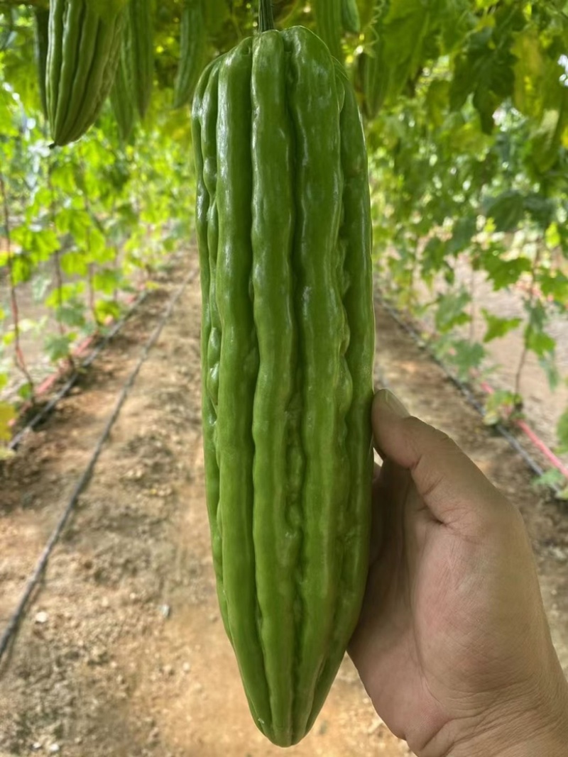 苦瓜苗（苗场直供穴盘苗）