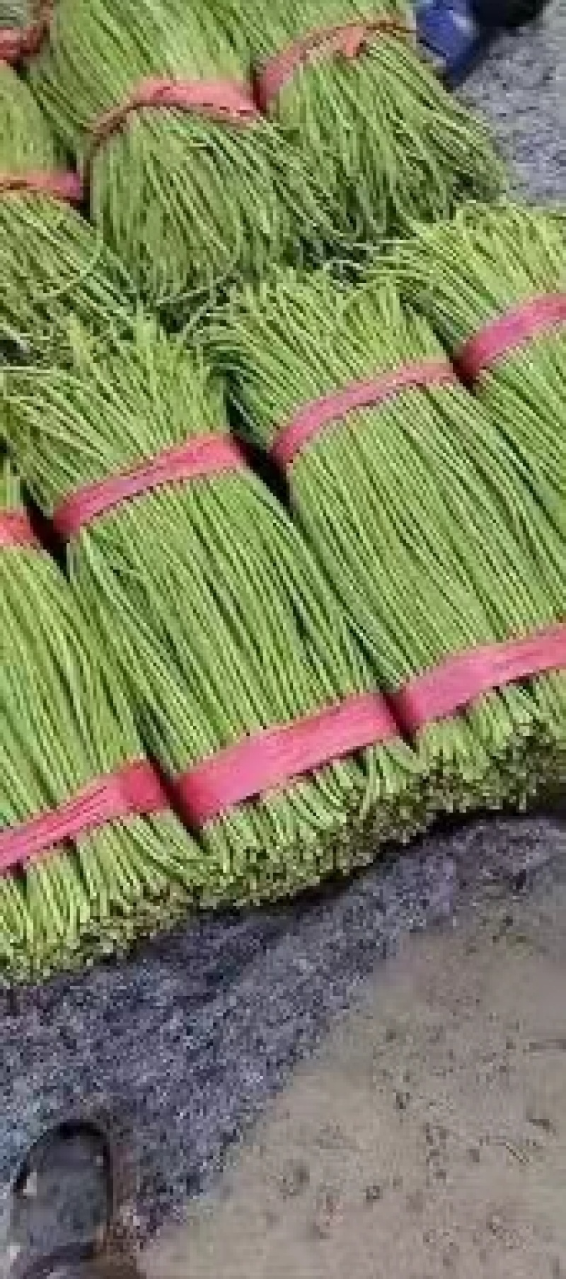 精品长豆角河北豆角，产地直发，量大从优，全国发货