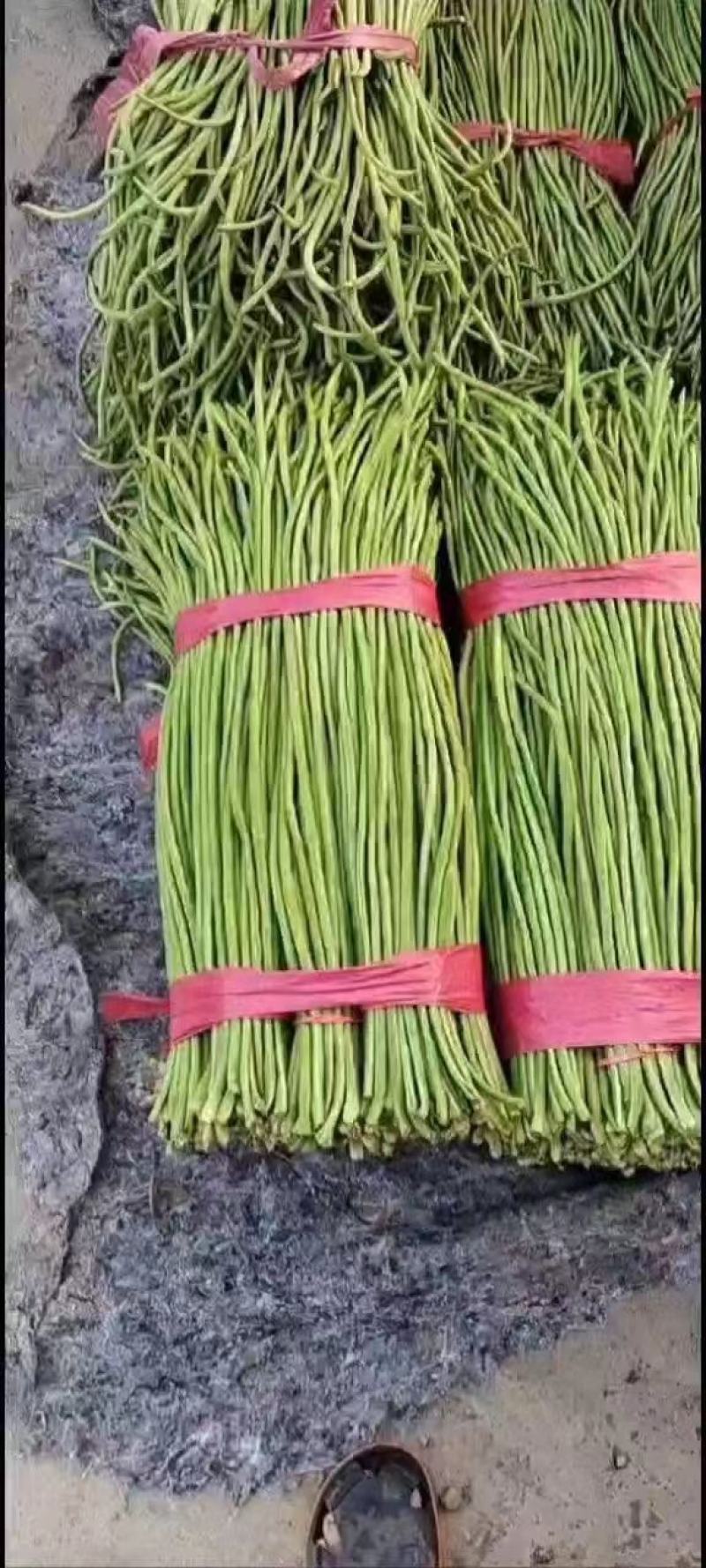 精品长豆角河北豆角，产地直发，量大从优，全国发货