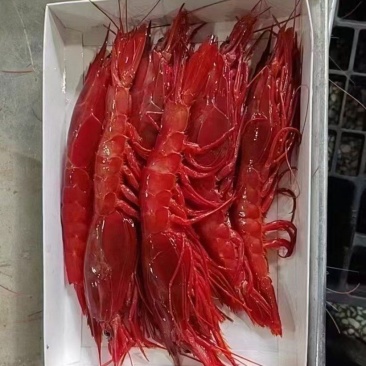 精品红魔虾源头供应链，专业一件代发