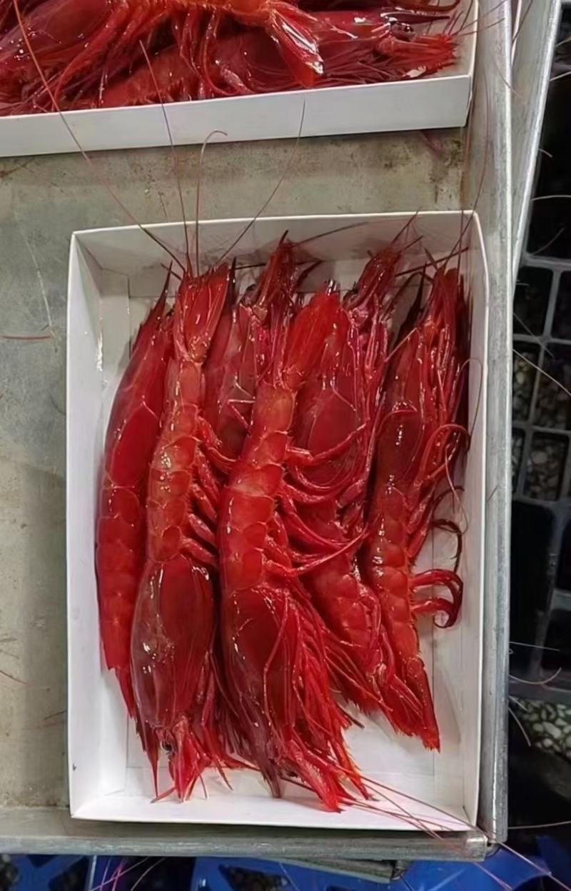 精品红魔虾源头供应链，专业一件代发