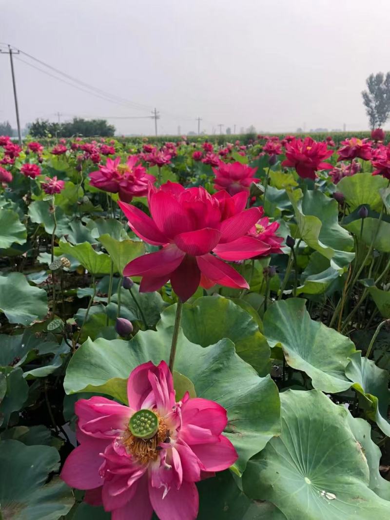 荷花苗优质莲藕种苗大型观赏荷花种藕苗死苗免费补发