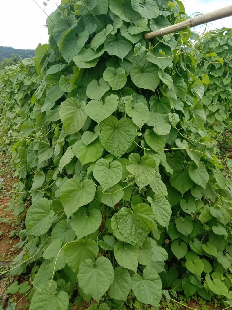 广西中药材跌打豆/华佗豆/拐子豆/白粘豆/金丝指葫芦新货