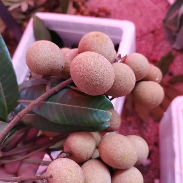 储良龙眼