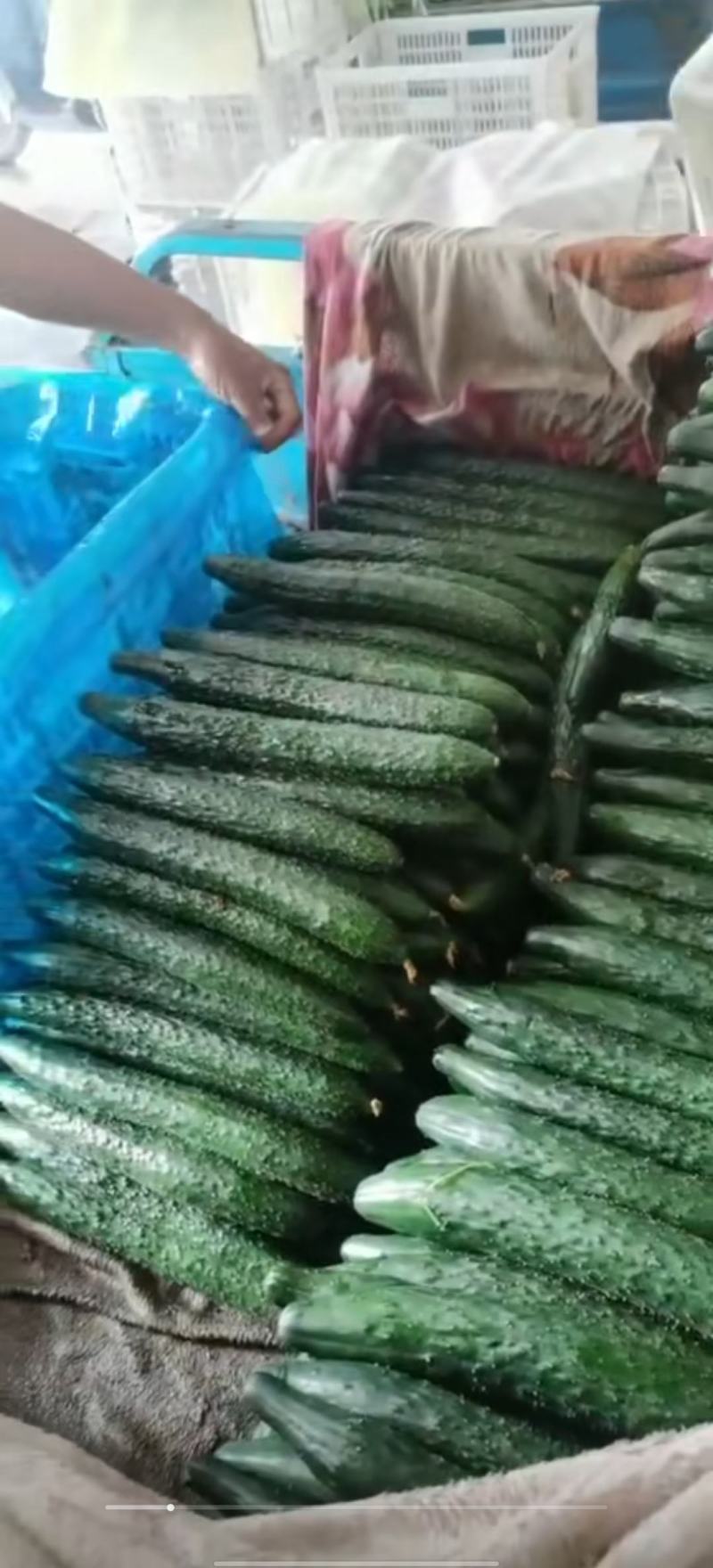 密刺黄瓜精品黄瓜产地直发，量大从优品种齐全