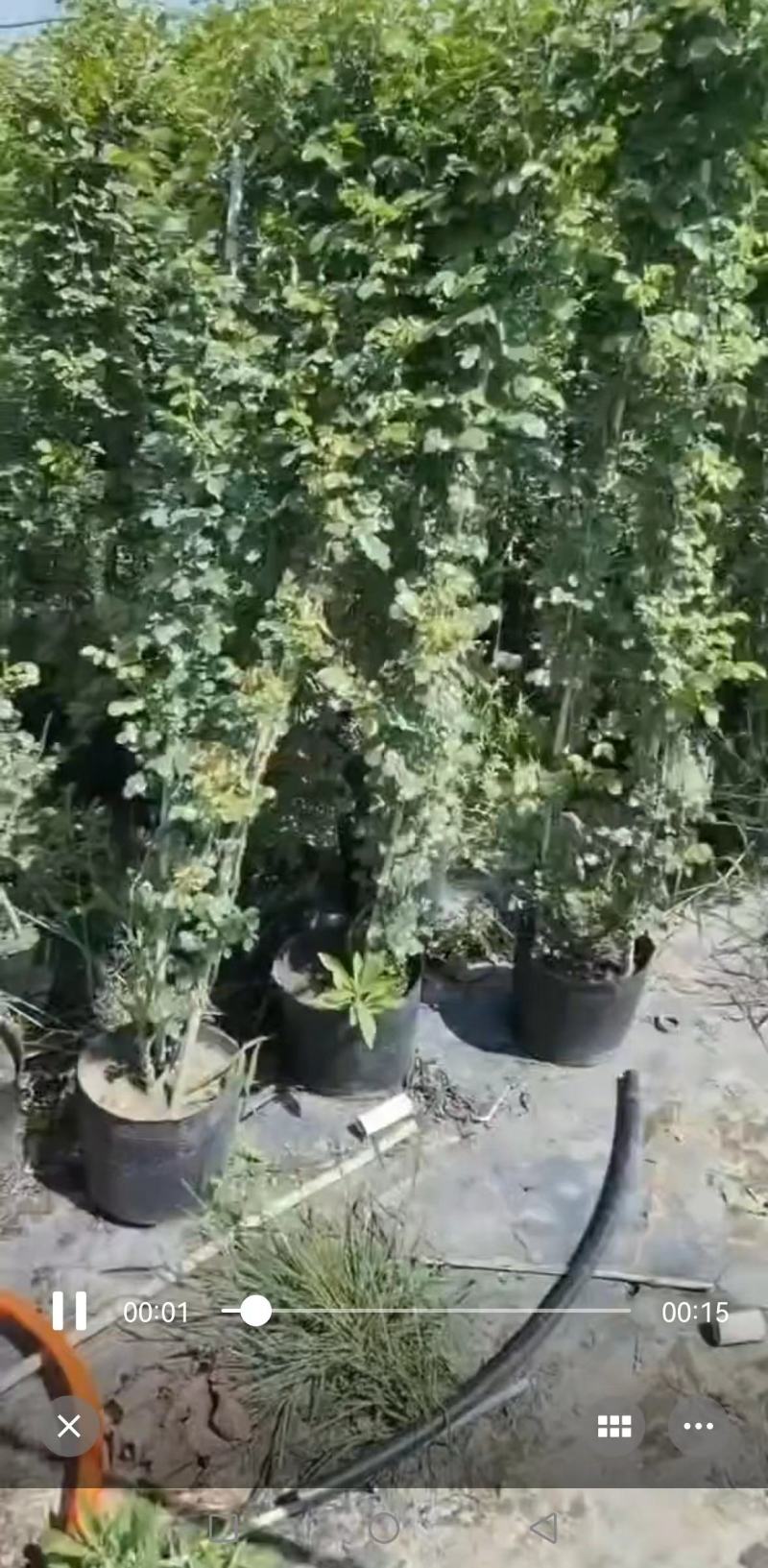 [牛商推荐]藤本月季产地直发可视频看货量大优惠