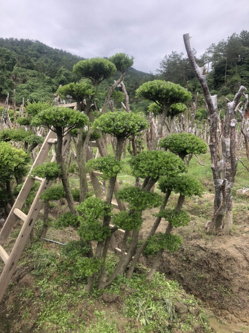 赤楠四季常青绿化赤楠，别墅赤楠，占地赤楠，批发零售价