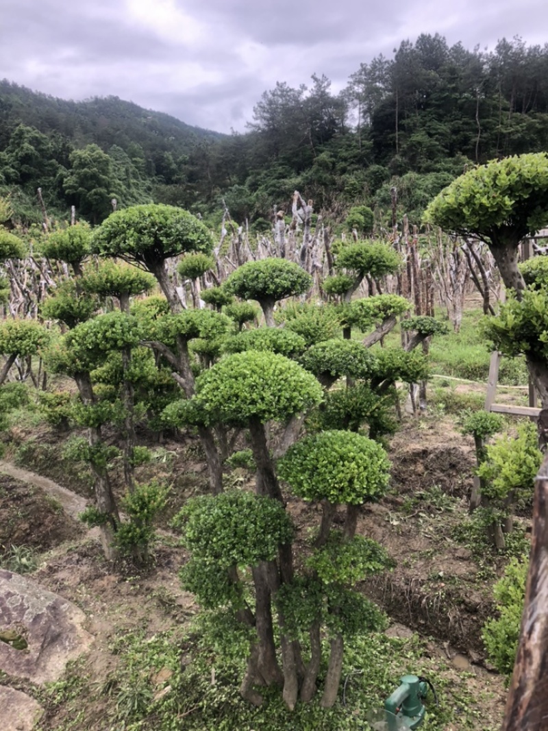 赤楠四季常青绿化赤楠，别墅赤楠，占地赤楠，批发零售价