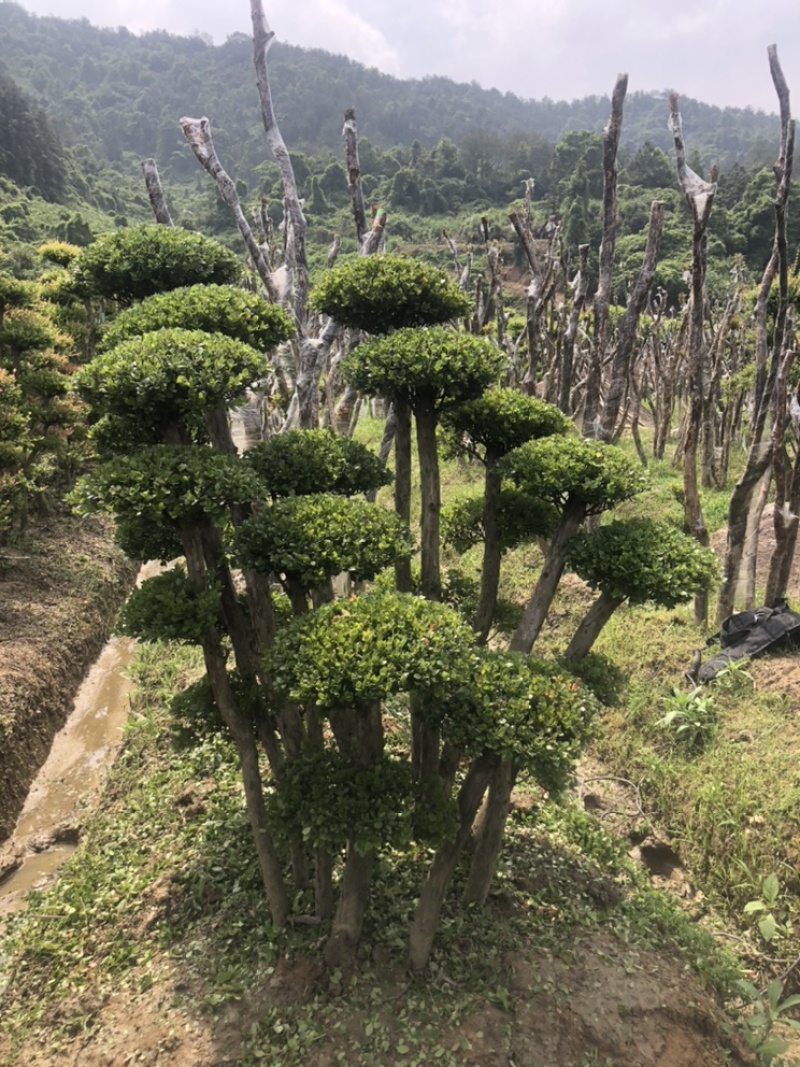赤楠四季常青绿化赤楠，别墅赤楠，占地赤楠，批发零售价