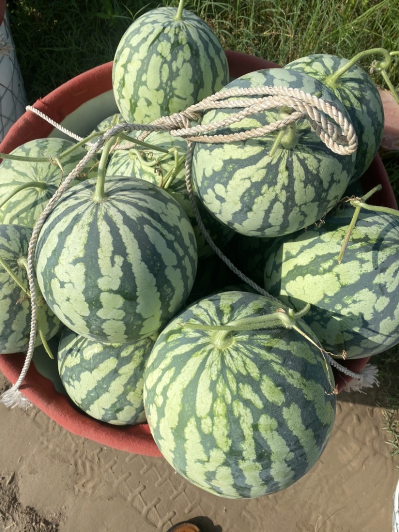 江苏西瓜精品西瓜二茬美都西瓜大量供应中，全国发货