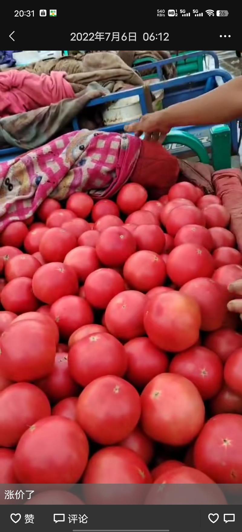 河北西红柿精品西红柿硬粉西红柿货量充足全国发货