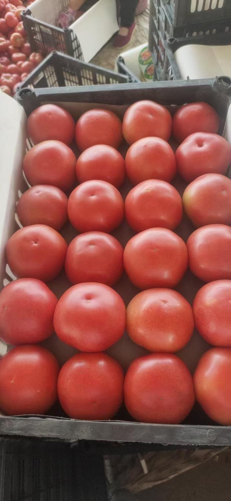 河北西红柿精品西红柿硬粉西红柿货量充足全国发货