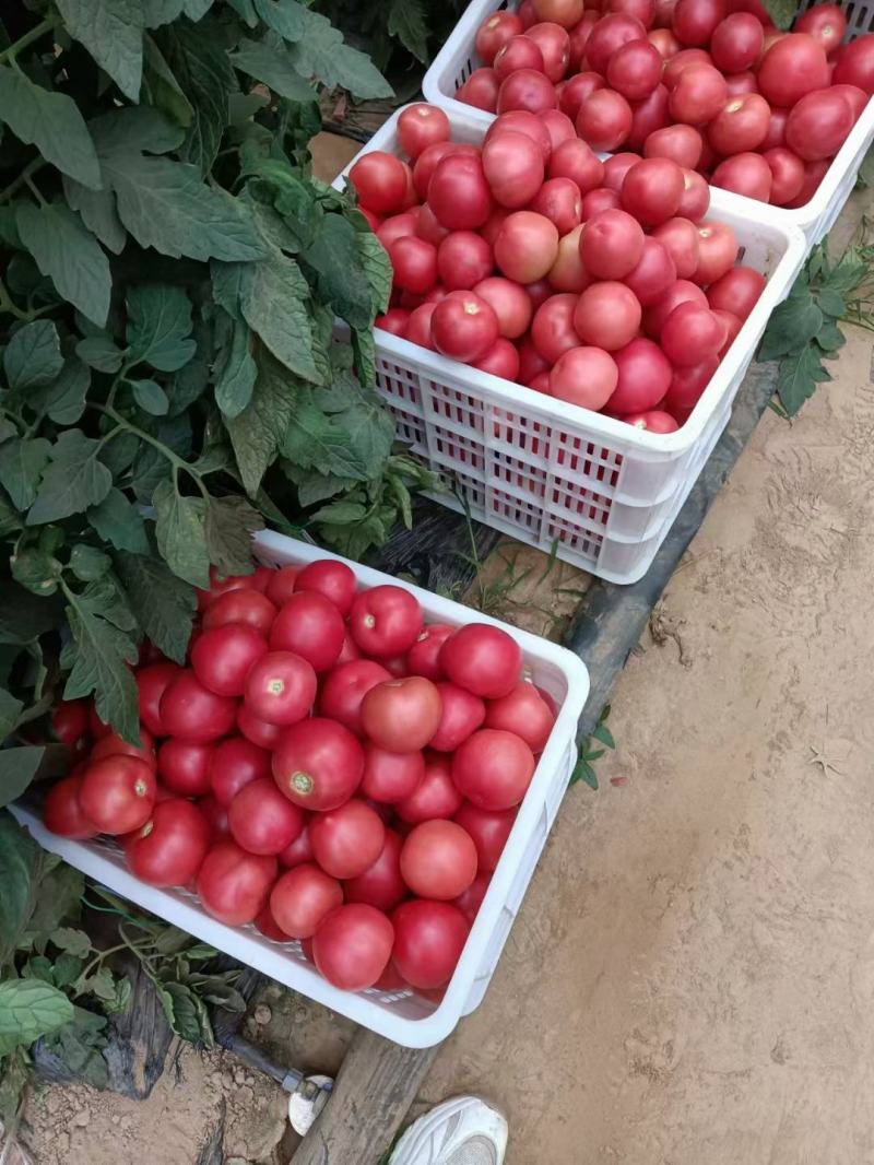 河北西红柿精品西红柿硬粉西红柿货量充足全国发货