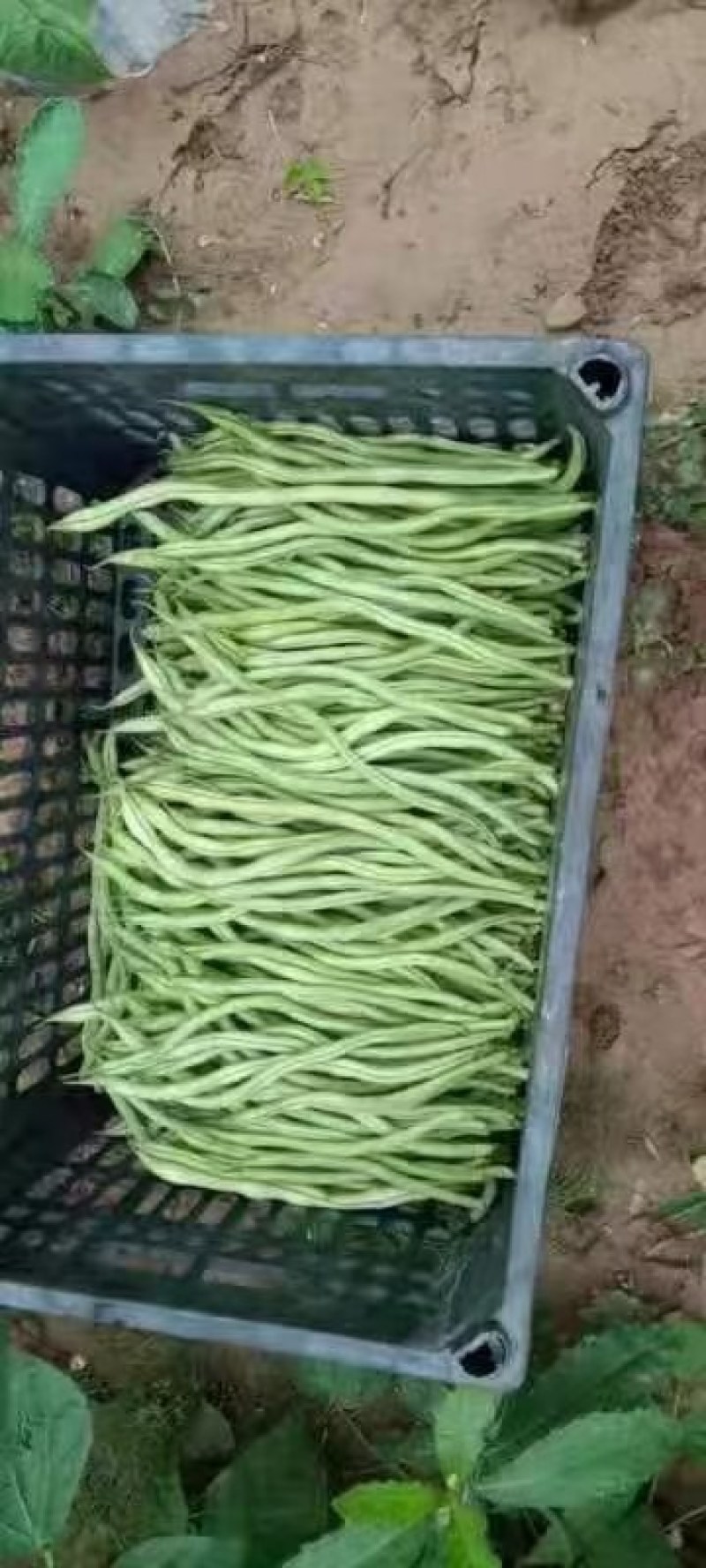 高原夏菜，优质架豆王大量上市，质量好，还便宜