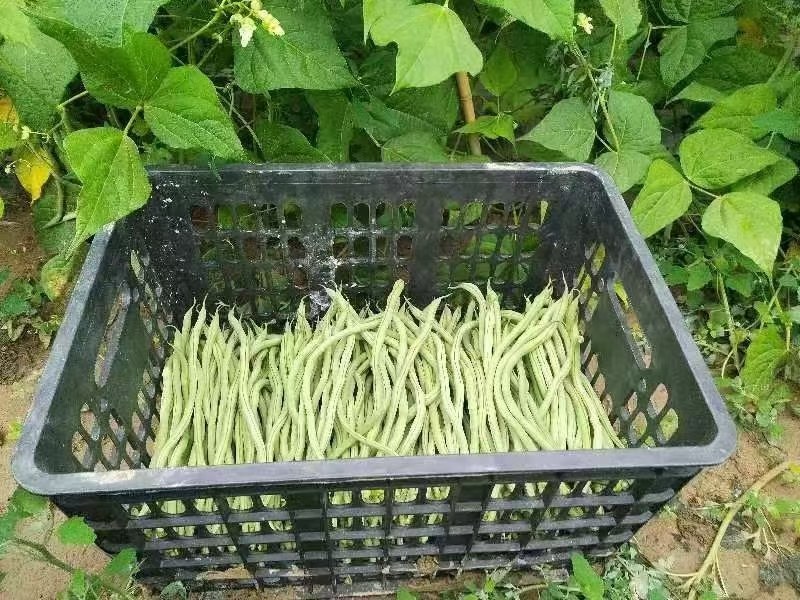 高原夏菜，优质架豆王大量上市，质量好，还便宜